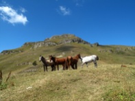 Horses on the hillside